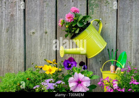 Keimlinge von Garten Pflanzen und Blumen für die Anpflanzung auf ein Blumenbeet. Hängende Gießkanne mit rosa Dahlie Blume auf alte hölzerne Wand von Gartenhaus. Co Stockfoto