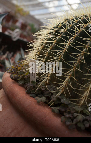 Barrel Kaktus in der Mount Holyoke College Gewächshaus. Stockfoto