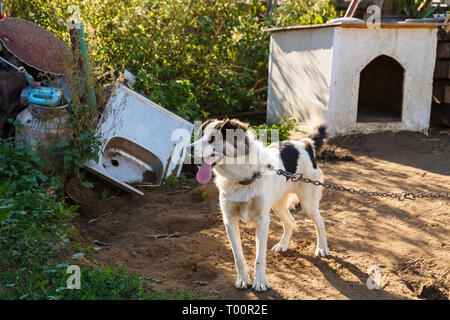 Mongrel Hund an der Kette im Dorf. Stockfoto