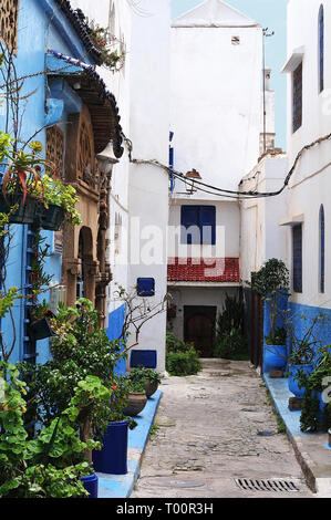 Blick in die schmale Gasse in Kasbah des udayas in Rabat, Marokko, mit blumentöpfe vor Häusern Stockfoto