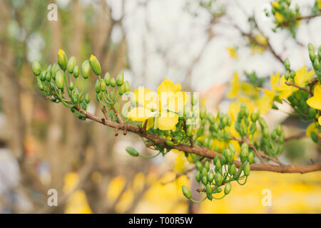 Ihr Partner ochna Blume im Volksmund oder gelb Mai. Ihr Partner Ochna ist Symbol der Vietnamesischen traditionellen Neujahrsfest zusammen mit Pfirsich Blume. Ihr Stockfoto