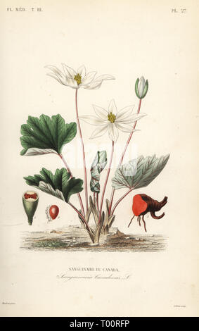 Bloodroot, Sanguinaria canadensis, Inselgruppe Sanguinaire du Canada. Papierkörbe Stahlstich von debray nach einem botanischen Abbildung von Edouard Maubert von Pierre Oscar Reveil, A. Dupuis, Fr. Gerard und Francois Herincq's La Regne Vegetal: Flore Medicale, L. Guerin, Paris, 1864-1871. Stockfoto