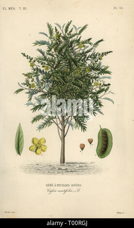 Alexandrinische Senna Senna alexandrina, Cassia acutifolia, Sene ein feuilles Aigues. Papierkörbe Stahlstich von debray nach einem botanischen Abbildung von Edouard Maubert von Pierre Oscar Reveil, A. Dupuis, Fr. Gerard und Francois Herincq's La Regne Vegetal: Flore Medicale, L. Guerin, Paris, 1864-1871. Stockfoto