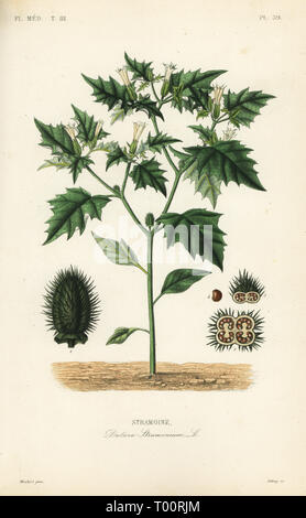 Jimsonweed oder Devil's Snare, Datura stramonium, Stramoine. Papierkörbe Stahlstich von debray nach einem botanischen Abbildung von Edouard Maubert von Pierre Oscar Reveil, A. Dupuis, Fr. Gerard und Francois Herincqâ € ™ s La Regne Vegetal: Flore Medicale, L. Guerin, Paris, 1864-1871. Stockfoto