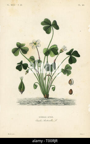 , Sauerklee Oxalis Naiandinus, Surelle acide. Papierkörbe Stahlstich von debray nach einem botanischen Abbildung von Edouard Maubert von Pierre Oscar Reveil, A. Dupuis, Fr. Gerard und Francois Herincq's La Regne Vegetal: Flore Medicale, L. Guerin, Paris, 1864-1871. Stockfoto