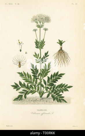 Baldrian, Valeriana officinalis, Valeriane. Papierkörbe Stahlstich von debray nach einem botanischen Abbildung von Edouard Maubert von Pierre Oscar Reveil, A. Dupuis, Fr. Gerard und Francois Herincq's La Regne Vegetal: Flore Medicale, L. Guerin, Paris, 1864-1871. Stockfoto