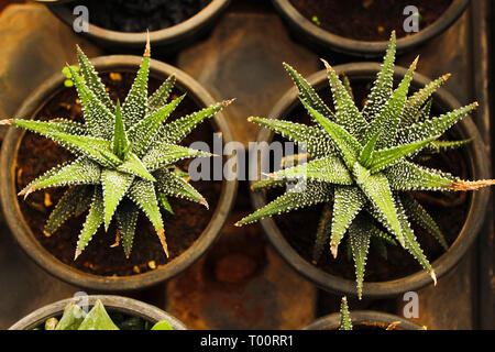 Aloe Humilis, kurze entrappt Aloe sukkulenten Pflanzen. Stockfoto