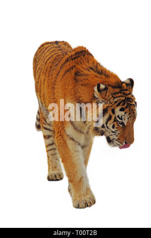 Schöne tiger isoliert auf einem weißen Hintergrund. Stockfoto