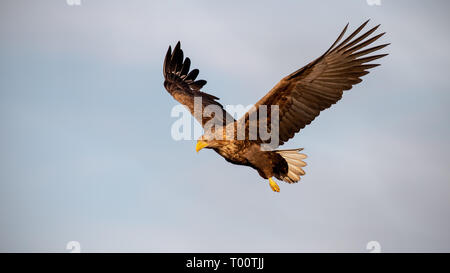 Nach White-tailed eagle, Haliaeetus albicilla, gegen Himmel fliegen mit Flügel öffnen, die auf der Suche. Wild Raubvogel in der Luft bei Sonnenuntergang. Stockfoto