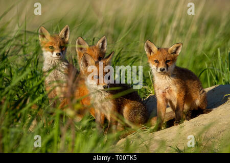 Red Fox, Vulpes vulpes, Familie in der Nähe von Tier den. Vier süße kleine Jungen auf einem Sandhügel am Sonnenuntergang. Wilde Tiere in der Natur. Stockfoto