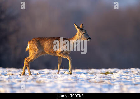 Junge Rehe, Hyla arborea, Buck im Winter Wandern im Schnee. Wildes Tier in der Natur im Winter auf der Suche nach Nahrung. Säugetier in kaltem Wetter können Sie Stockfoto