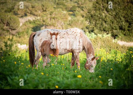 Fohlen und weißes Pferd auf der Wiese Stockfoto