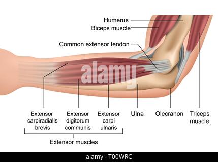 Anatomie der Ellenbogen Muskeln medizinische Vector Illustration Stock Vektor