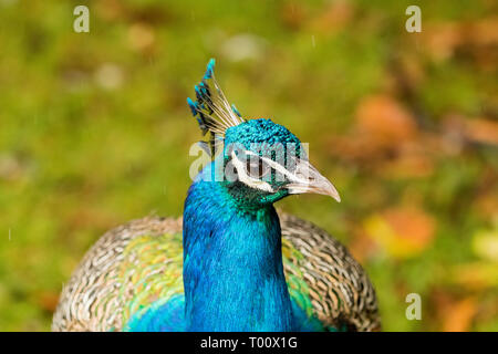 , Nahaufnahme, Porträt eines erwachsenen männlichen Pfau sein Gefieder zeigt. Wie bei vielen Vögeln, lebendige schillernde Gefieder Farben sind nicht in erster Linie Pigmente, Stockfoto