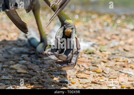 Ich sah dieses kleine Detail, beeindruckende Fuß, wie ich sie noch nie zuvor gesehen haben, in der Nähe des Sees in St. James's Park entfernt. Stockfoto