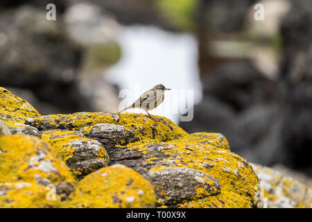 Dieses Bild wurde in der Nähe der atlantischen Ozean in Irland, wo ich diesen kleinen Vogel an der richtigen Stelle sah. Stockfoto