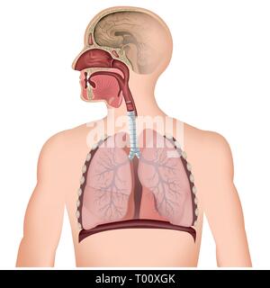 Die Atemwege medizinische Vector Illustration auf weißem Hintergrund Stock Vektor