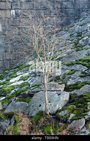 Trockenen Baum auf Felsen bedeckt mit Moos Stockfoto