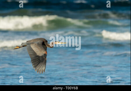 Blue Heron fliegt Vor blauen Wasser im Pazifischen Ozean Stockfoto