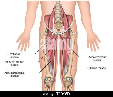 Adduktormuskeln Anatomie 3d medical Vector Illustration auf weißem Hintergrund Stock Vektor