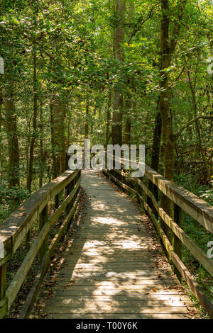 Boardwalk Trail durch Congaree Wald in South Carolina Park Stockfoto