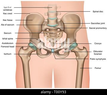 Menschliche Becken Anatomie 3d medical Vector Illustration auf weißem Hintergrund Stock Vektor