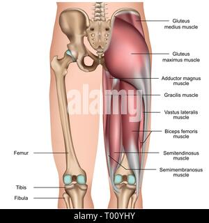 Bein Rückenmuskulatur 3d medical Vector Illustration auf weißem Hintergrund Stock Vektor