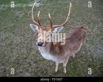 Nahaufnahme eines süßen Jungen männlichen Damwild Liebe Buck im Winter Stockfoto