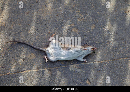 Tote Ratte liegend auf dem Bürgersteig in Hamburg, Deutschland. Stockfoto