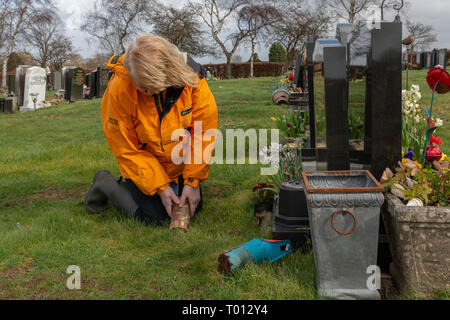 Reife lady Pflanzen die Asche von einem geliebten Haustier in ein Loch in das Grab von dem Besitzer des Tieres an einem windigen Tag gegraben - Fuchs Verdeckte, Red Lane, Appleton, Warrin Stockfoto