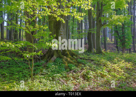 Der Wald der Kleinen Karpaten Hills - Slowakei Stockfoto