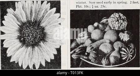 Dreer's Garten Buch 1939: 101 Jahre Dreer Qualität Samen pflanzen Lampen. dreersgardenbook 1939 henr Jahr: 1939 Gerbera - Transvaal Transvaal Daisy Daisy Gerhera - [TP] 2454 Jamesoni hybrida. Die meisten un-gewohnt und sehr attraktiv, groß, Daisy - wie Blume aus Südafrika. Die einzelnen Blüten messen 2 bis 4 Zoll im Durchmesser, die in vielen Schattierungen von Gelb, Orange und Rot. Fein für das Gewächshaus, zum Schneiden, oder Betten. Pkt. 25 c; 100 Samen 75 C. Mehrjährigen Sorten m Der hardy Gaillardias sind einfach zu wachsen und eine außergewöhnlich farbenfrohe, die eine Fülle von Blumen von mittsommer bis Fr Stockfoto