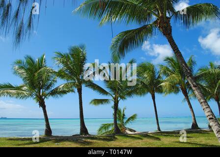 Eine Reihe von Kokospalmen entlang des idyllischen Micro Beach in Saipan, Nördliche Marianen Stockfoto