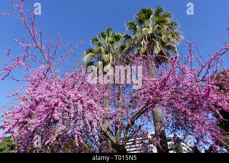 Spanien Valencia Gardens Jardin del Real der Königliche Garten Palme Frühling Purpurblüte mediterrane Redbud Love Tree Cercis siliquastrum Blossoms Stockfoto