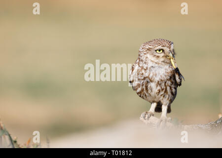 Nach Steinkauz (Athene noctua), auf einem Stein, Lleida, Katalonien, Spanien gehockt Stockfoto