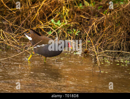 Blässhühner, manchmal genannt Marsh Hennen Stockfoto