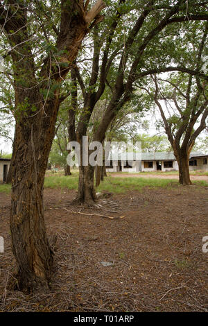 Glenrio, Taube Smith County, Texas, USA Stockfoto