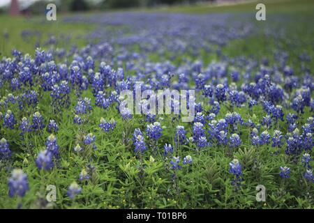 Bluebonnet Saison sollte eine offizielle Saison in Texas. Stockfoto