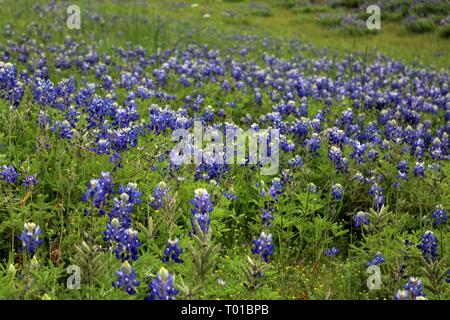 Bluebonnet Saison ist meine liebste Jahreszeit. Stockfoto