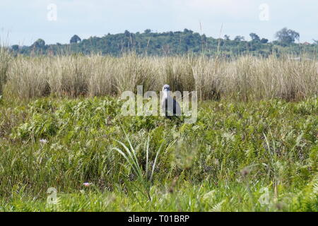 Ein schuhschnabel unter einigen Reed in die Bucht von Mabamba Wetland Systems, Uganda Stockfoto