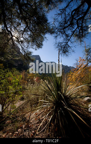 Guadalupe Mountains NP, Culberson County, Texas, USA Stockfoto