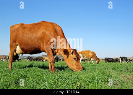 Fresian-Holstein Kühe grasen auf saftig grünen Weide Stockfoto