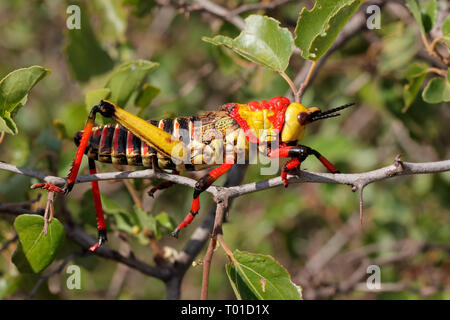 Giftige milkweed Heuschrecke Phymateus (spp.) auf eine Pflanze, Südafrika Stockfoto