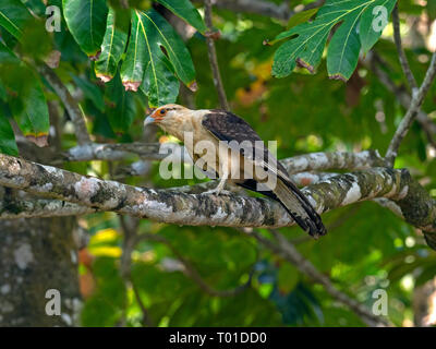 Colombien Aegithalos caudatus Costa Rica Stockfoto