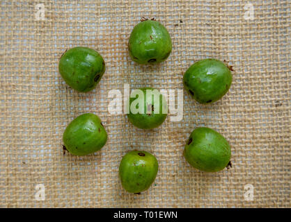 Frisches Grün Sommer kiwiberries im hessischen Hintergrund Stockfoto