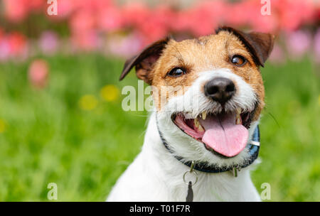 Portrait von Art smiling dog gegen bunten Frühling Hintergrund Stockfoto