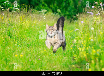 Eine junge gestreifte Katze läuft würdevoll über eine grüne helle Wiese mit Blumen auf einem sonnigen klaren Frühlings Stockfoto