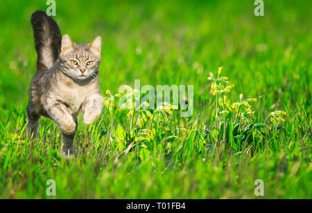Eine junge gestreifte Katze läuft würdevoll über eine grüne helle Wiese mit Blumen auf einem sonnigen klaren Frühlings Stockfoto