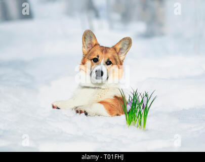 Portrait von cute puppy rot Corgi in Weiß Schnee neben blühenden lila Krokusse im Frühling Park Stockfoto