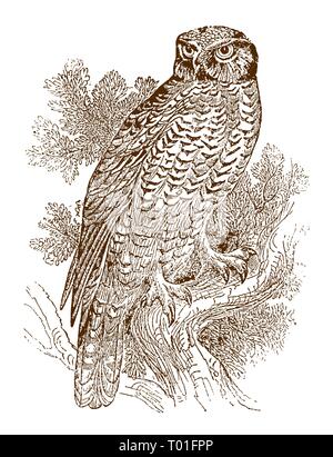 - Northern hawk Owl (surnia Ulula) sitzt auf einem Ast, rückwärts zu schauen. Abbildung: Nach einem historischen Stahlstich aus dem frühen 19. Jahrhundert Stock Vektor